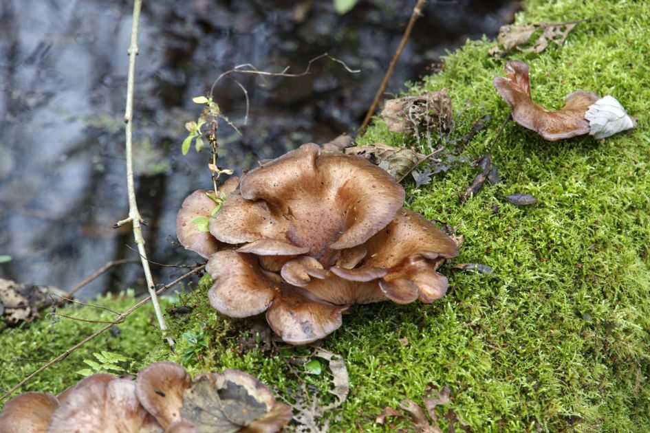 welke zwam/paddenstoel is dit